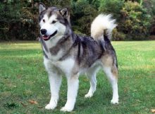 Anjing Alaskan Malamute