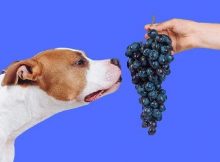 Anjing makan anggur