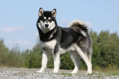Gambar Anjing Alaskan Malamute