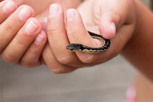 Gambar bayi ular