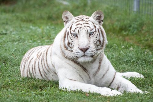 Harimau putih
