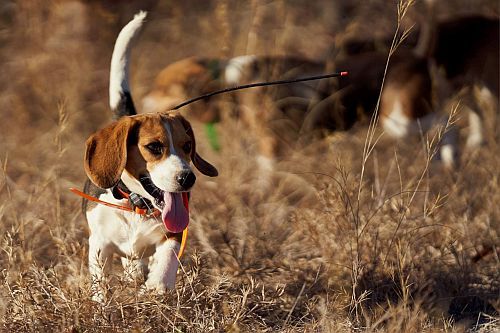 Beagle pemburu