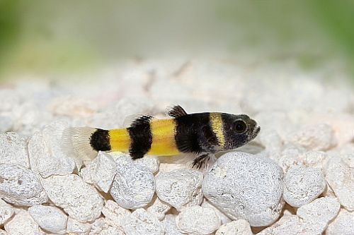 Bumblebee goby