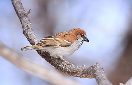 Burung gereja Great Sparrow