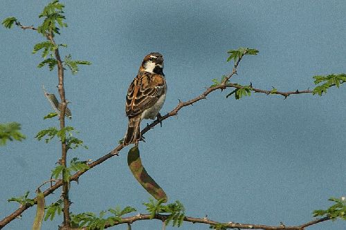 Burung gereja Shelleys sparrow