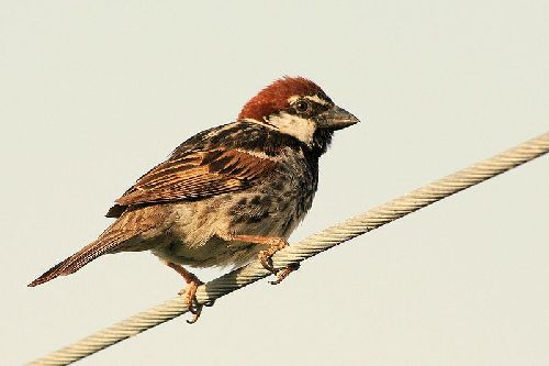 Burung gereja Spanish sparrow