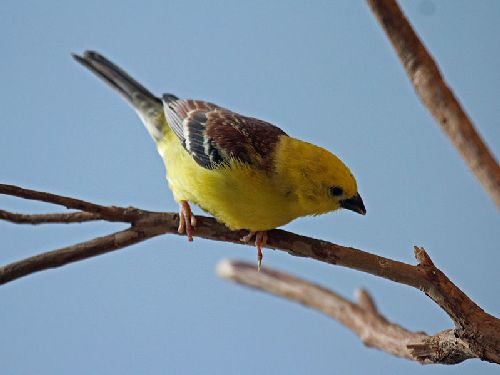 Burung gereja Sudan golden sparrow