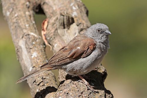 Burung gereja Swainsons sparrow