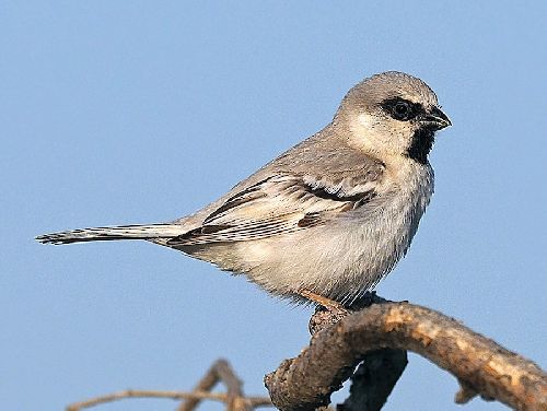 Burung gereja Zarudnys sparrow