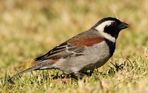 Burung gereja cape sparrow