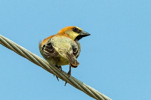Burung gereja plain-backed sparrow