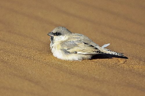 Desert sparrow (Passer simplex)