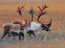 Hewan Konsumen Primer