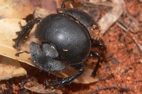 Kumbang kotoran