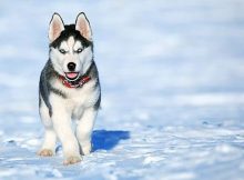Fakta Siberian Husky