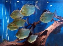 Gambar Ikan Silver Dollar