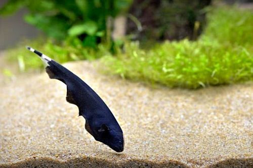 Gambar ikan black ghost