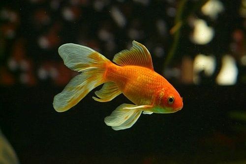 Ikan berubah warna