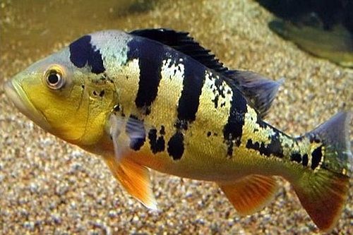 Ikan galak Peacock Bass Cichlid