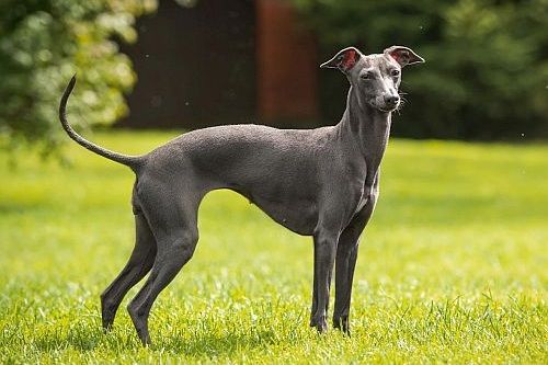 Italian Greyhound warna abu-abu