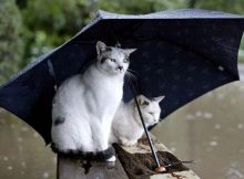 Kucing payung
