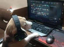 Anjing main dota