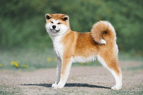 Anjing warna oranye putih Akita