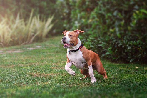 Anjing warna oranye putih American Staffordshire Terrier