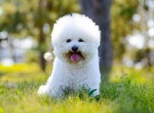 Bichon Frise
