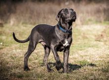 Cane corso