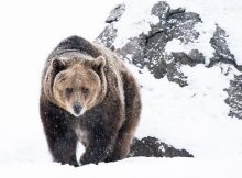 gambar beruang, gambar beruang kartun, gambar beruang lucu, gambar beruang animasi, gambar beruang kutub, gambar beruang madu, gambar beruang lucu dan imut