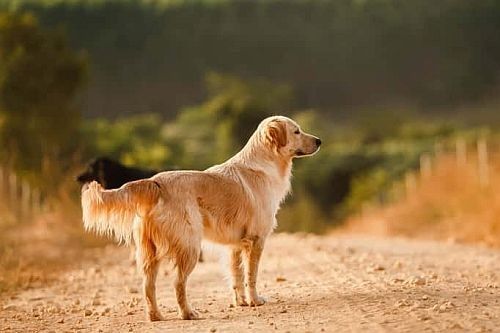 Gambar Anjing Campuran Golden Retriever mix Border Collie