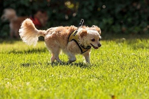 Gambar Anjing Campuran Golden Retriever mix Chihuahua