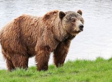 Gambar beruang grizzly