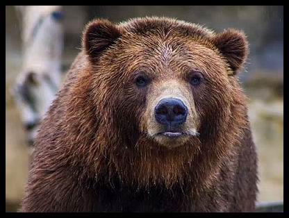 gambar beruang line, susu beruang gambar naga, gambar wallpaper beruang lucu, gambar beruang we bare bears, gambar beruang png, gambar beruang sultan, gambar hewan beruang madu