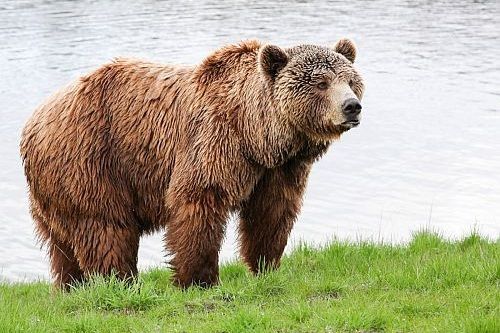 Gambar beruang grizzly