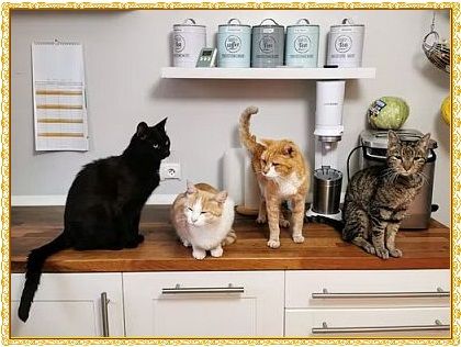 gambar kucing couple terpisah, gambar kucing oren barbar, gambar kucing jelek, gambar kucing persia medium, gambar kucing lucu dan gemesin