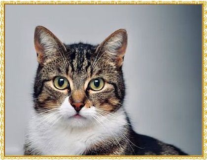gambar kucing bengal, gambar kucing betina, gambar kucing animasi lucu, gambar kucing sederhana, gambar kucing jantan