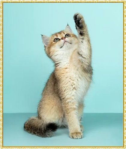 gambar kucing meme, gambar kucing lucu untuk wallpaper, gambar kucing anime, gambar kucing yang lucu, gambar kucing yang mudah