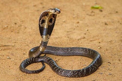 Gambar ular king cobra