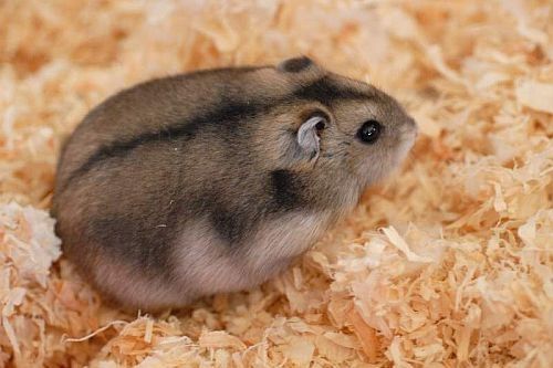 Hamster Rusia