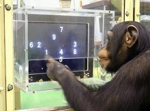 Hewan Tercerdas di Dunia