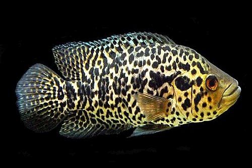 Ikan Jaguar Cichlid