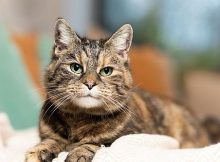 Kucing betina tortoiseshell