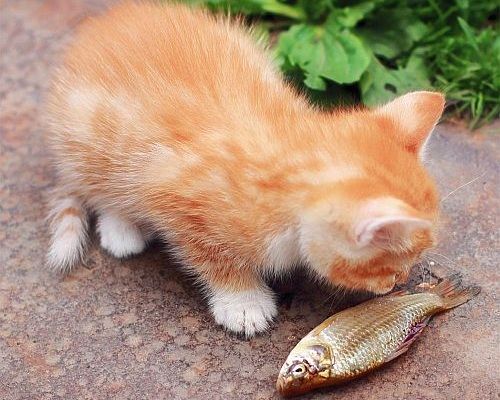 Kucing makan ikan