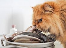 Kucing makan tulang ikan