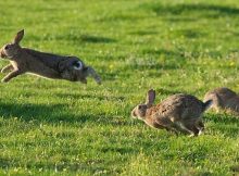 Lompatan kelinci