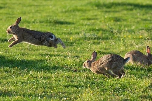 Lompatan kelinci