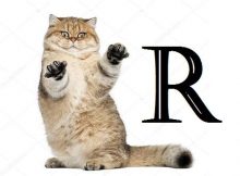 Nama Kucing Awalan Huruf R