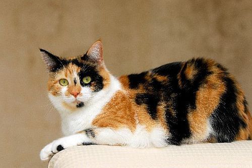 Nama Kucing Calico Belang Telon